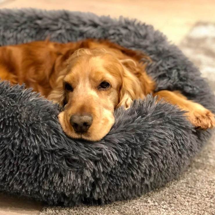 Calming Circular Dog Bed with Removable Cover