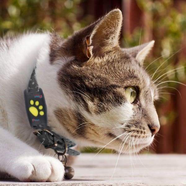 GPS Cat Tracker with Real-Time Location and Geofencing Alerts