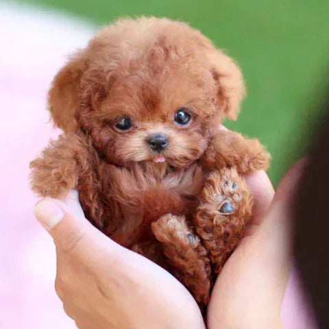 Plush Puppy Dog Stuffed Animal Toy for Pets
