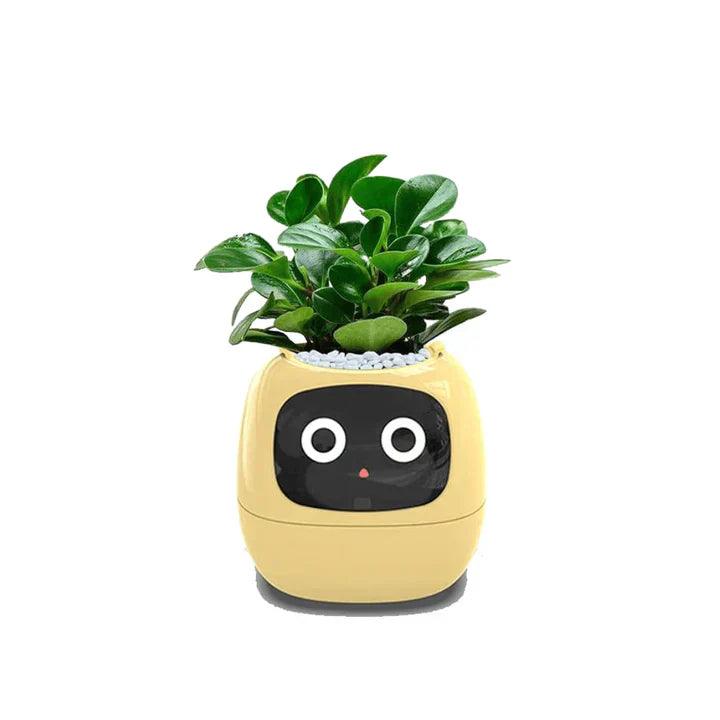 Self-Watering Indoor Plant Pot for Home and Office Use